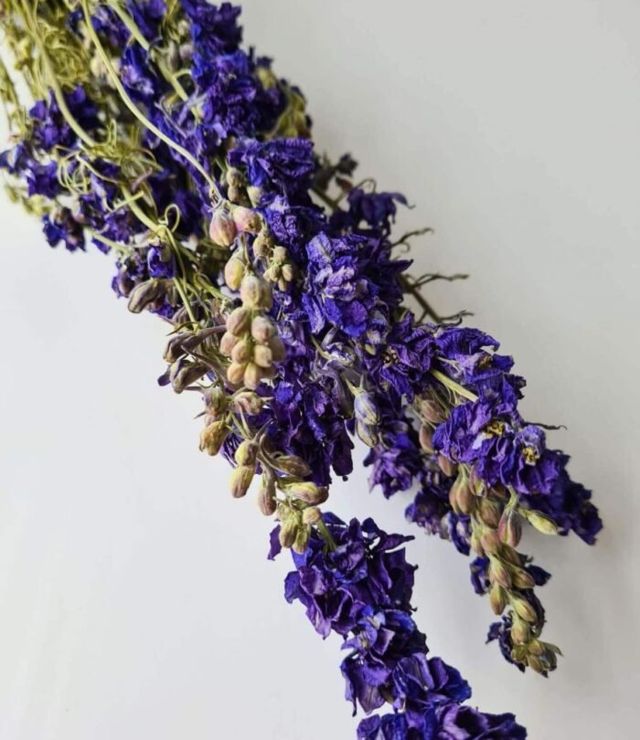 Trockenblumen "Delphinium Blau"