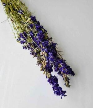 Trockenblumen Delphinium blau