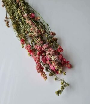 Trockenblumen Delphinium rosa