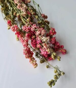 Trockenblumen "Delphinium Rosa"