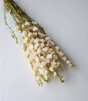 Trockenblumen Delphinium weiss