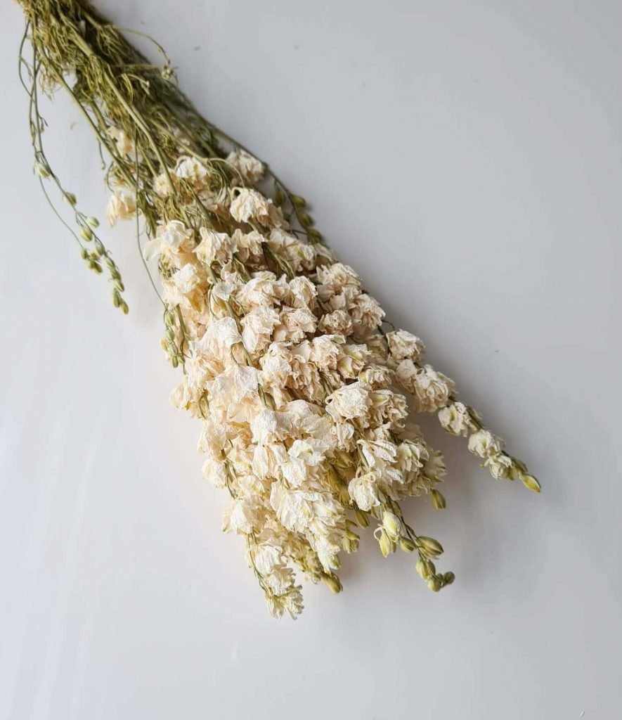 Trockenblumen “Delphinium Weiß”