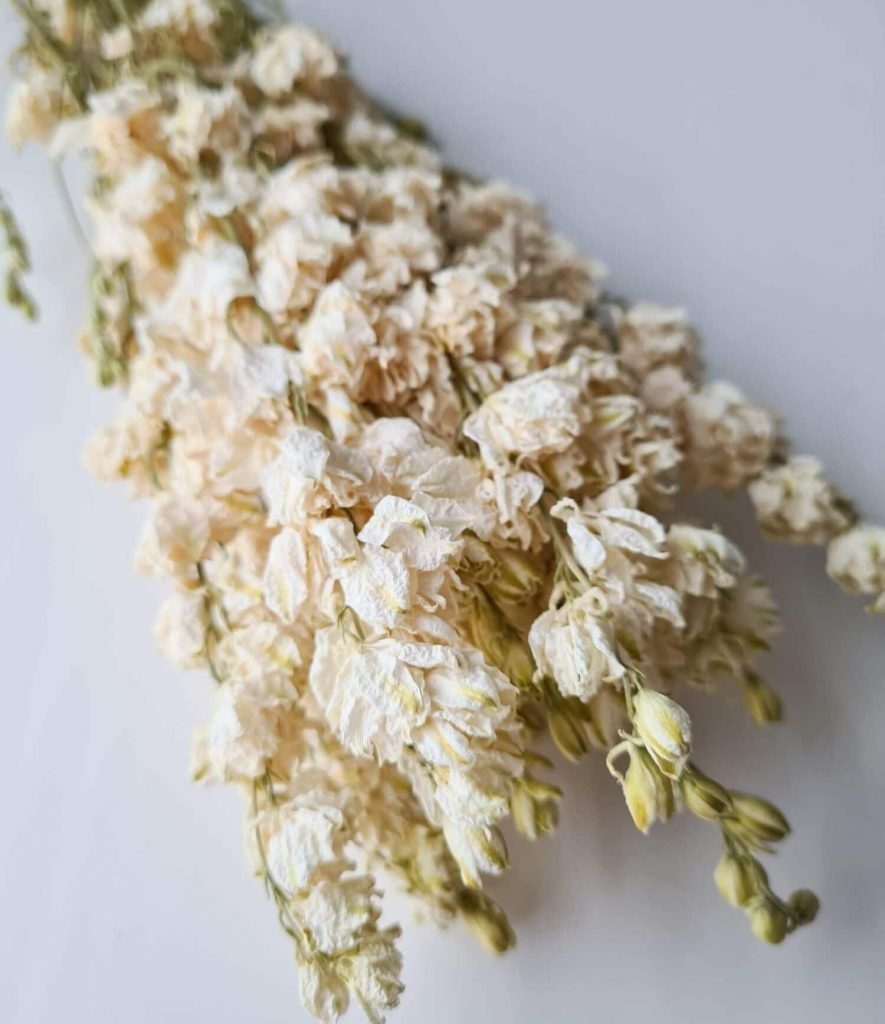 Trockenblumen "Delphinium Weiß"