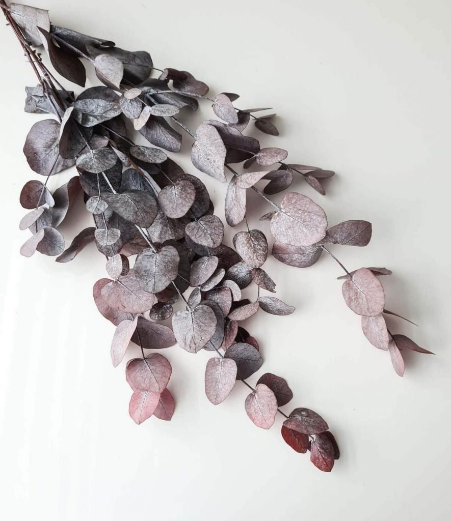 Trockenblumen “Eucalyptus Cinerea Rot”