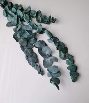 Trockenblumen "Eucalyptus True Blue"