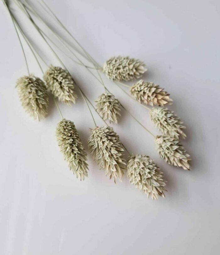 Trockenblumen