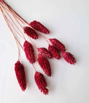 Trockenblumen "Phalaris Weinrot"