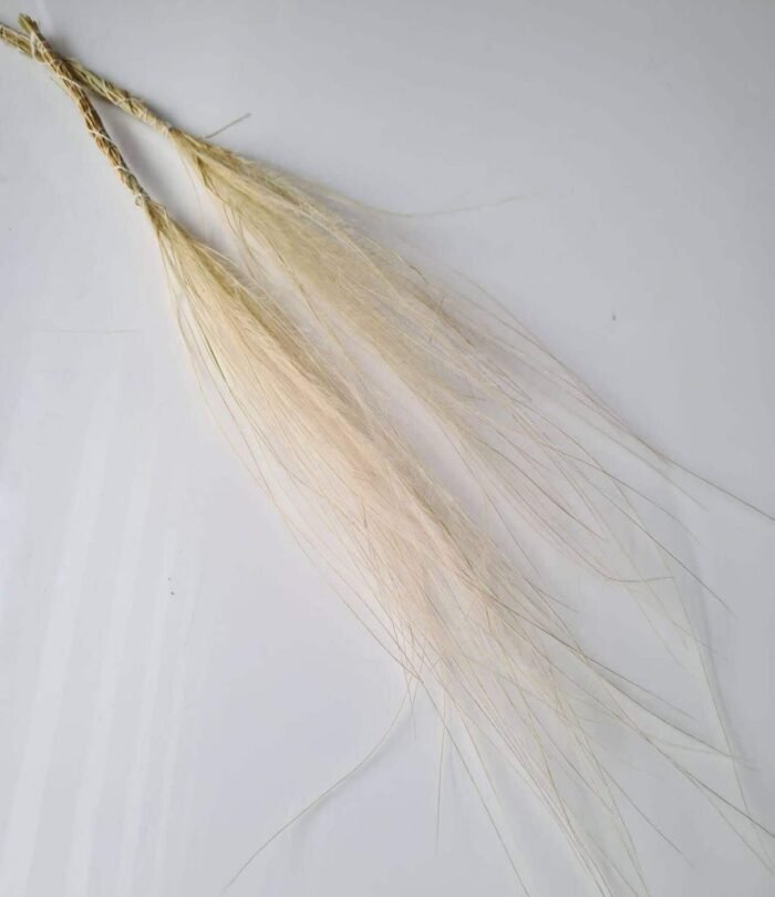 Trockenblumen Stipa Penata