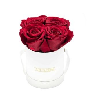 Infinity Rosenbox XS_Weiss_Weinrot_1