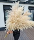 Pampas_beige