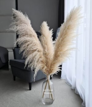 Pampasgras_beige_120_cm_size_L