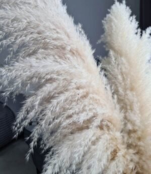 Pampas_beige_L