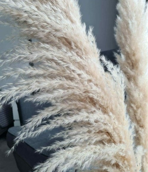 Pampas_beige