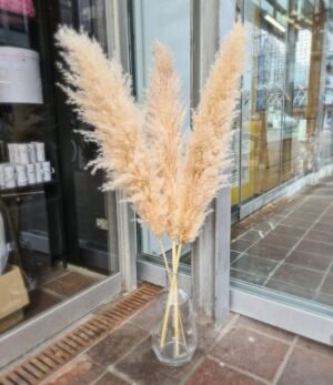 Pampas_beige_M_3