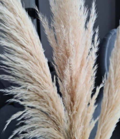 Pampas_beige