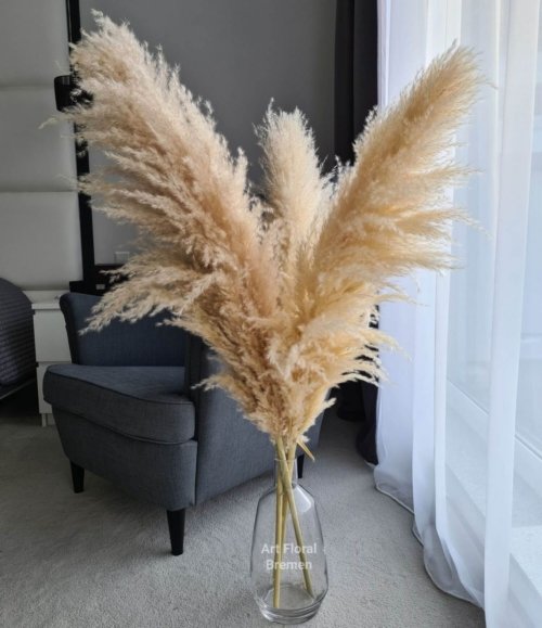 Pampasgras_beige_120_cm_size_XL