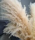 Pampas_beige_XL