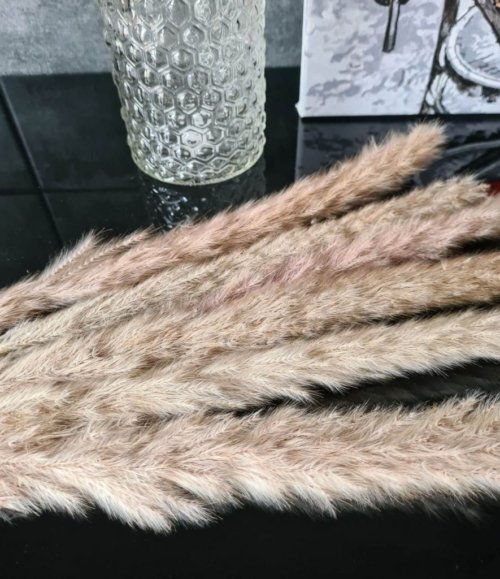 Pampas_mini_braun