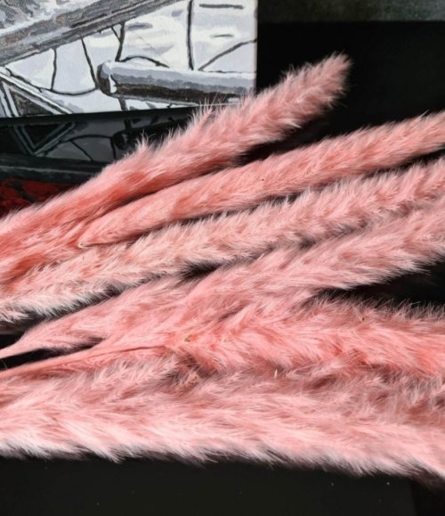 Pampas_mini_rosa