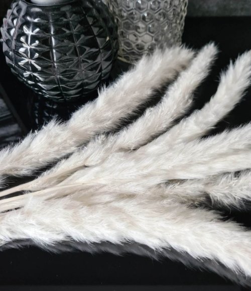 Pampas_mini_weiss
