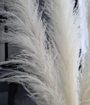 Pampas_weiß_L_3