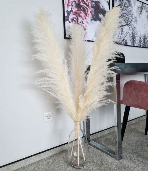 Pampas_weiß_L_4