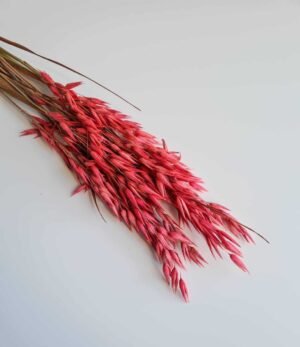 Avena_Pink_1