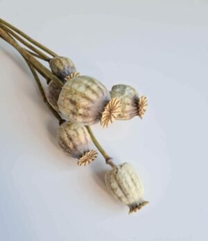 Trockenblumen Papaver_Natur_1