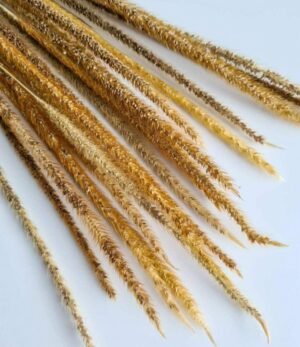 Phleum-Natur