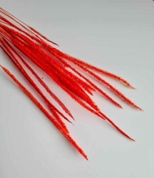 Trockenblumen Phleum Rot