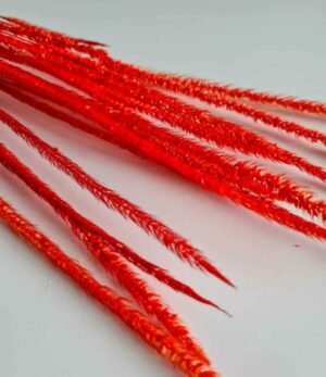 Phleum-Rot-1