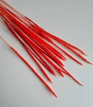 Phleum-Rot-1