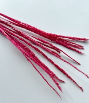 Trockenblumen Phleum Rot