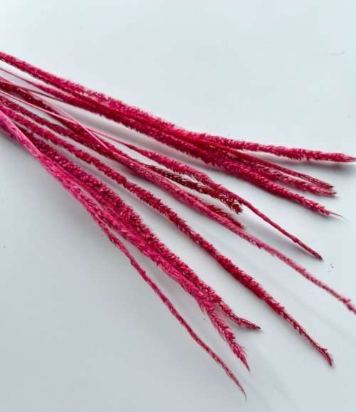 Trockenblumen Phleum Rot