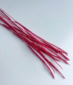 Trockenblumen Phleum Rot