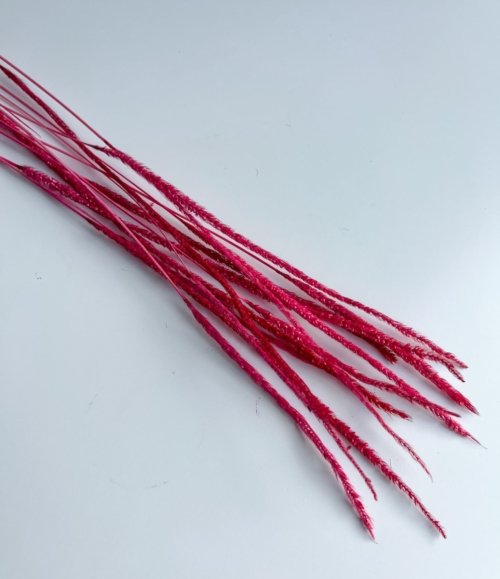 Trockenblumen Phleum Rot