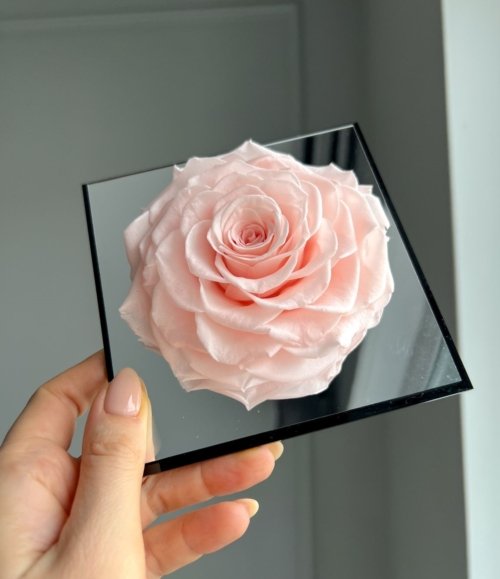 Ewige_rosa_Rose_im_Acrylrahmen_2