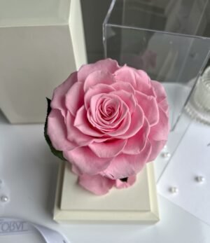 Ewige_rosa_Rose_im_weißen_Acryltower_2