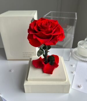 Ewige_rote_Rose_im_weißen_Acryltower_1