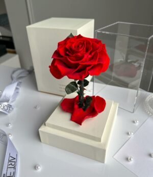Ewige_rote_Rose_im_weißen_Acryltower_4