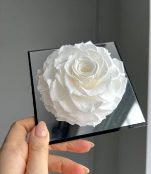 Ewige_weiße_Rose_im_Acrylrahmen_3