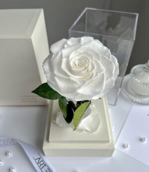 Ewige_weiße_Rose_im_weißen_Acryltower_2