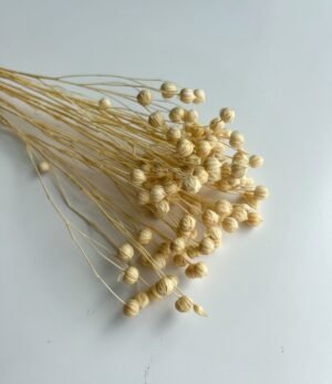 Trockenblumen Leinen Kügelchen gebleicht