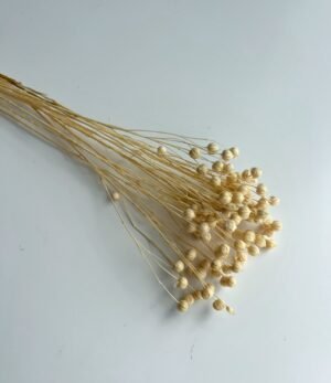 Trockenblumen Leinen Kügelchen gebleicht