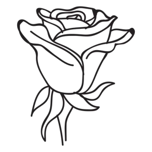 Rosenblüte Rosenblüte